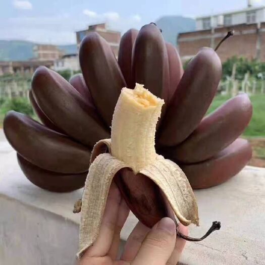 灵山县南洋红香蕉苗 红美人香蕉苗 原土带叶发货