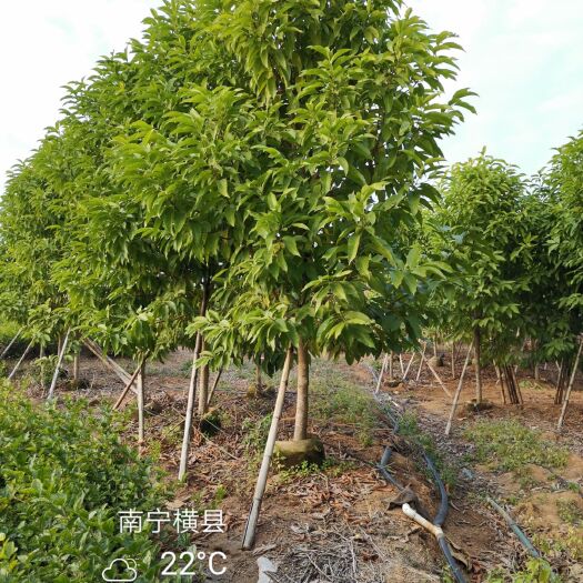 横州市黄角兰  5-12公分白兰花（白玉兰）（黄桷兰）（缅桂花）A货全冠袋苗