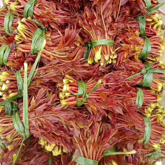 华宁县绿香椿芽 9~12cm 