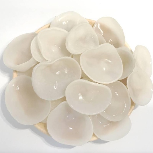 玉耳菌种菌包 雪耳菌种 白玉木耳 木耳菌种
