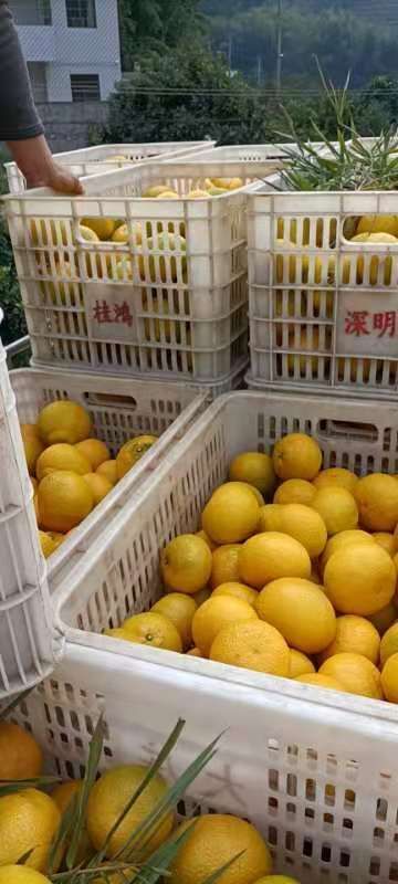 会昌县塔罗科血橙 赣南血橙，