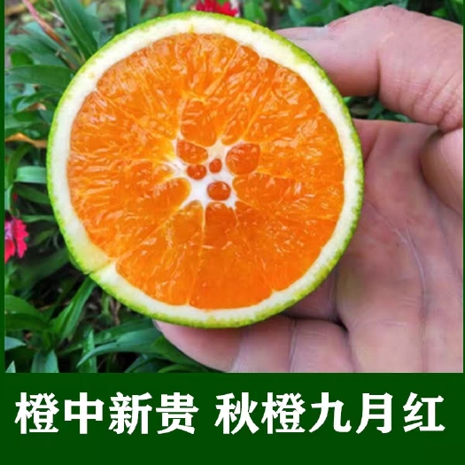 秭归县九月红脐橙 脐橙
