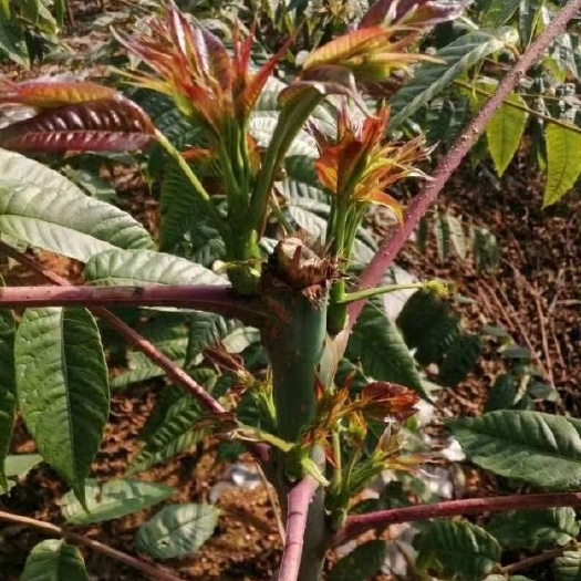 关岭县贵州红油香椿芽