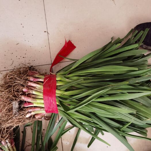 单县菠菜 20~25cm 