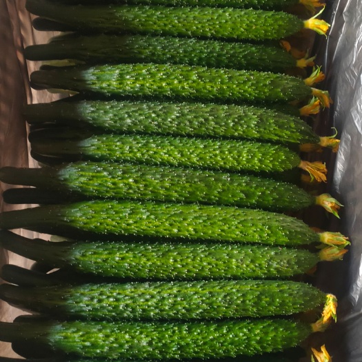 嫁接油亮青瓜  精品黄瓜