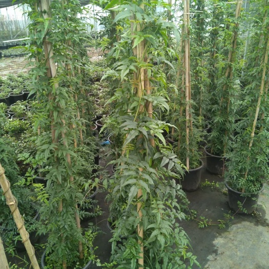 素馨花  多花素馨