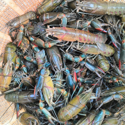 江门供应澳洲淡水小龙虾