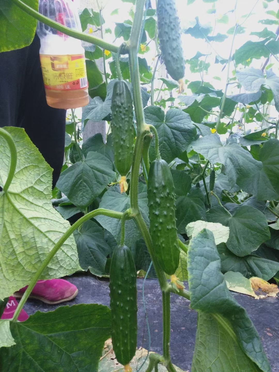 生物有机肥 有益菌发酵，肥效长持久，有效活菌5亿克