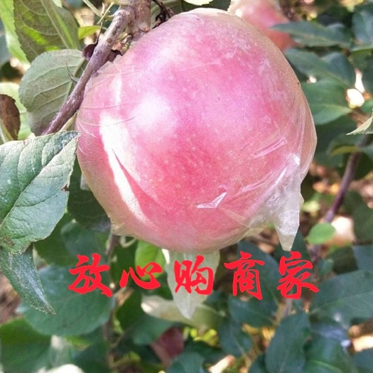 虞城县红富士苹果  75以上优质精品大果，口感脆甜。产地直供.