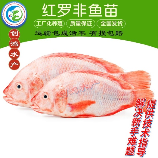 广州【热销推介】红罗非鱼苗 彩虹鲷鱼苗 观赏鱼 高产快大