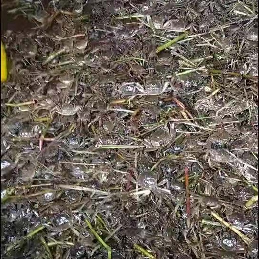 扣蟹苗  常熟蟹苗培植基地大母本蟹苗上市供应市场，母本的质量