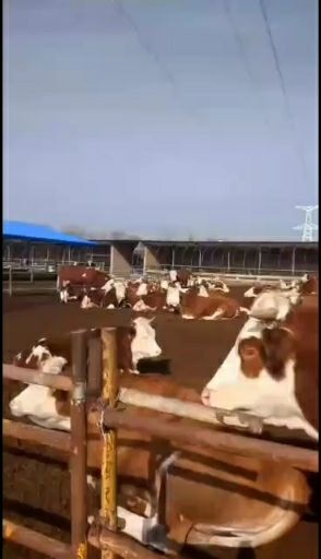 嘉荫县黄牛  安格斯牛 现售大小肉牛好饲养适应能力强