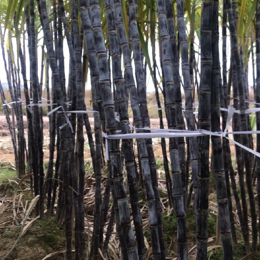 玉林黑皮甘蔗 15年种植甘蔗，发货从业经验，什么货都有，货源充足。