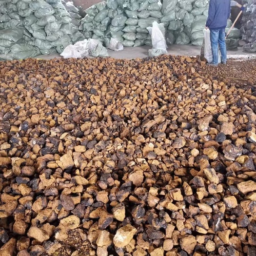 长春俄罗斯桦树茸 统货2.8万一吨