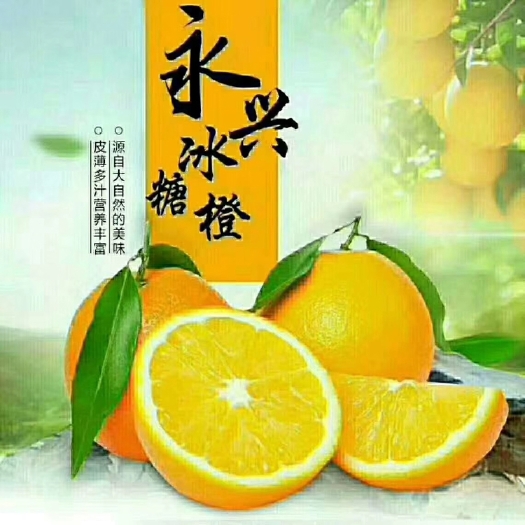 永兴县 永兴冰糖橙