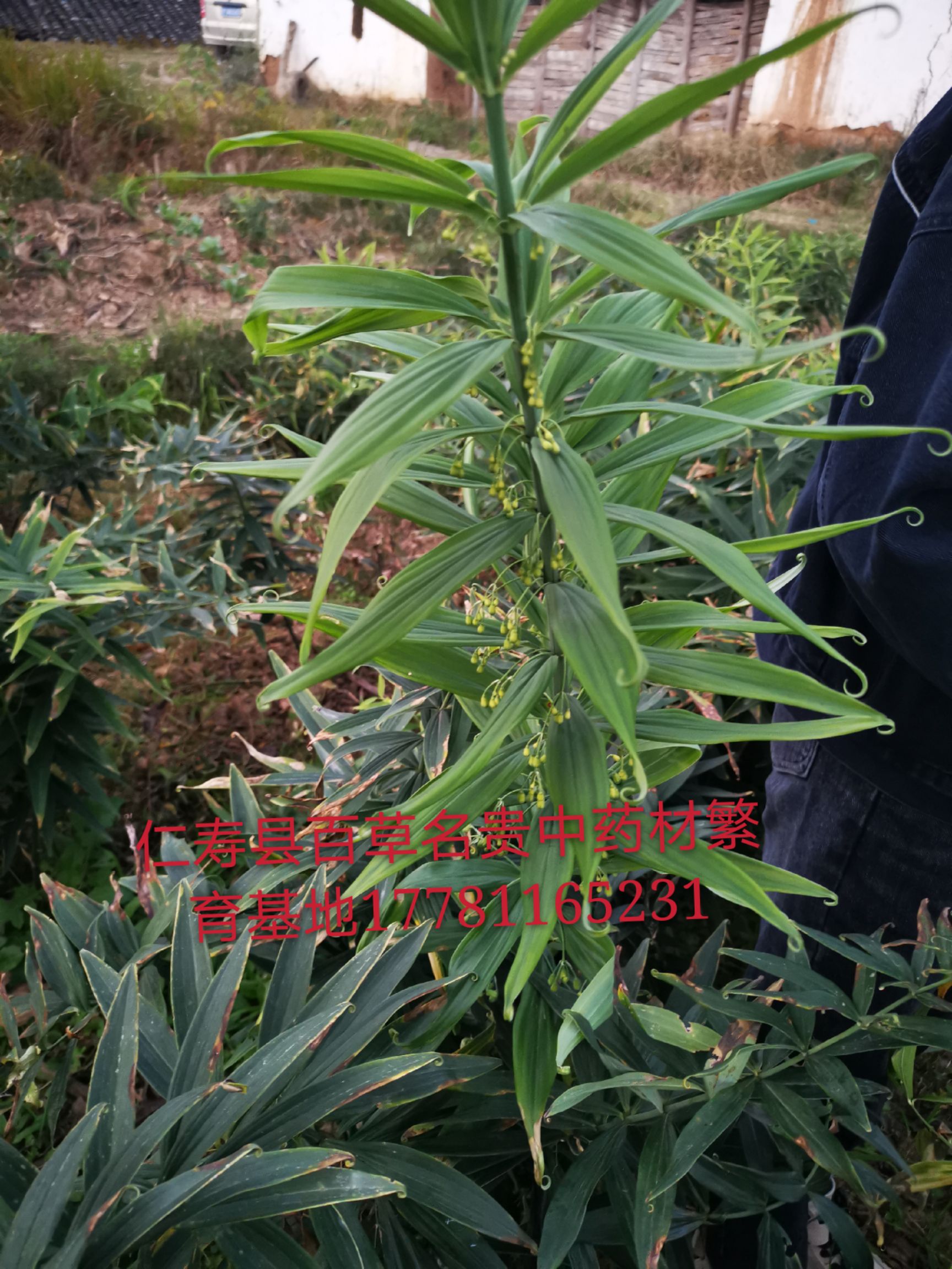 姜形黄精 块 
