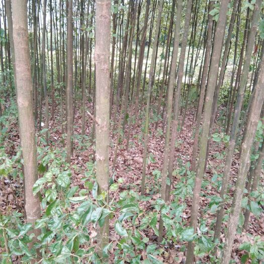辰溪县骨架香樟 香樟