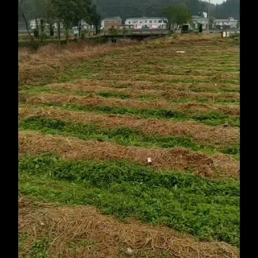 醴陵市 大球盖菇 赤松茸，鲜且嫩脆！不打农药，和草共生