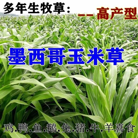 沭阳县 墨西哥玉米草种子高产养殖鸡鸭鹅牛羊马猪牧草种子