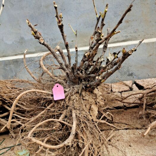菏泽菏泽观赏牡丹重瓣牡丹