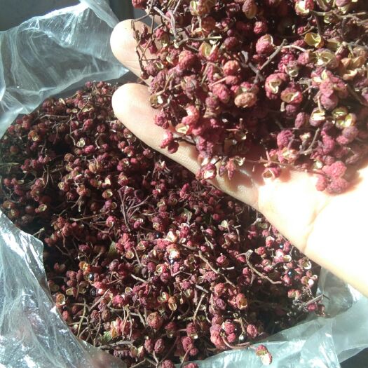 甘谷县红花椒  茂文花椒