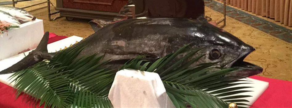 蓝旗金枪鱼5kg 整条新鲜刺身蓝旗黄鳍深海鱼斯里兰卡金枪鱼