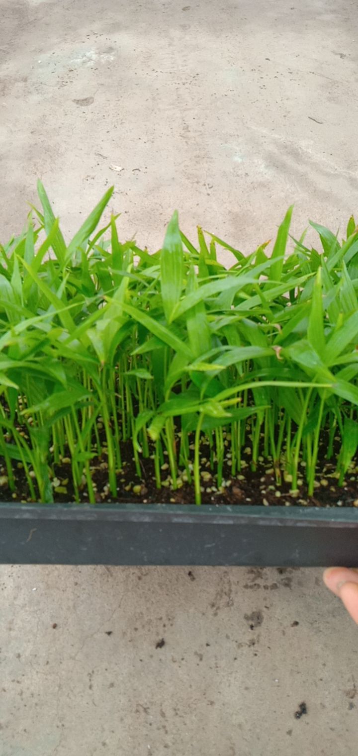 富贵椰子种苗棕榈科园林绿化树苗