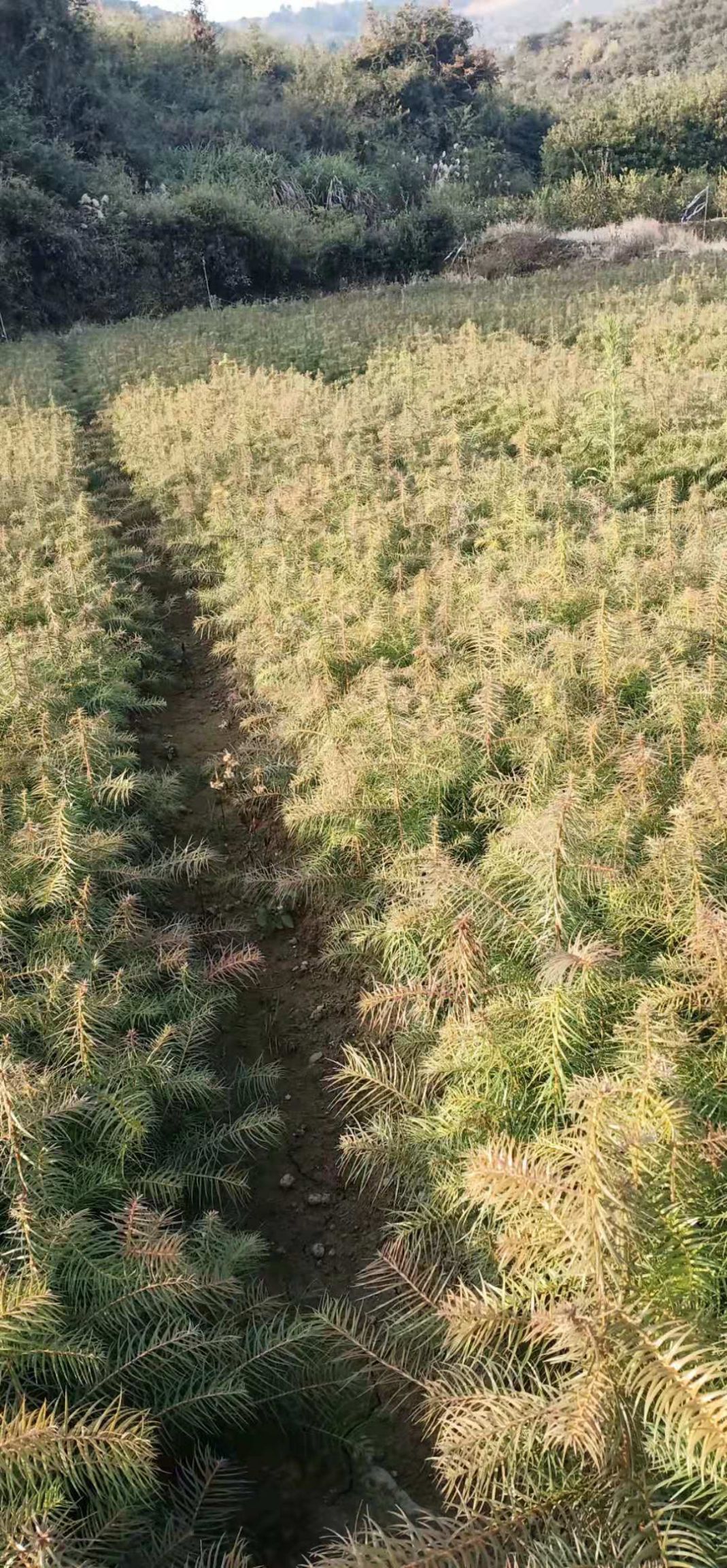 刺杉 大量批發一年生杉樹苗,農戶自售,價格可談