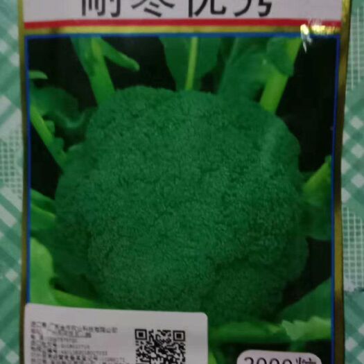 寿光市甘蓝苗青梗松花菜苗西兰花苗种苗供应