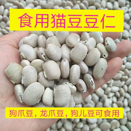 靖西市狗爪豆，狗爪豆仁