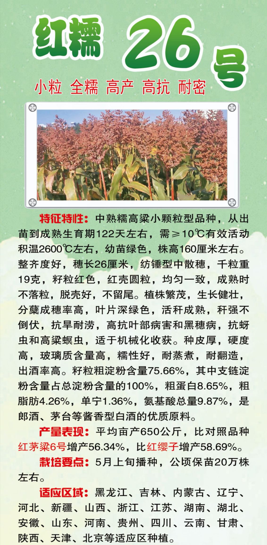 高粱种子红糯26号高粱种子  红糯26号糯高粱新品种