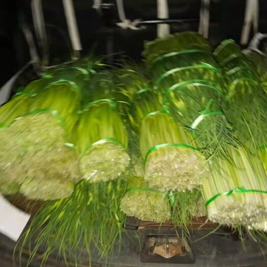 弥渡县红皮蒜  云南大理优质红蒜蒜薹已开始少量上市了……