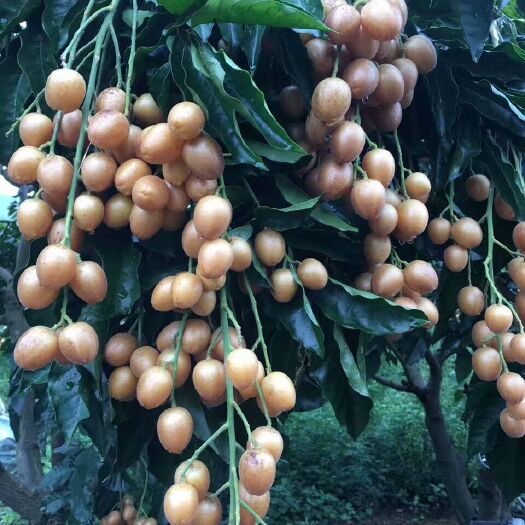 鸡心黄皮苗广西玉林 易种植好管理产量高果大清甜