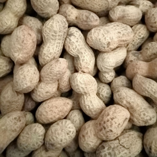 连云港带壳花生 米粒饱满，长期供应