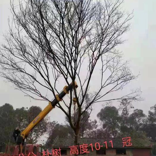 江油市 朴树七成货少量供应，6成货 工程苗（生熟货）大量供应。