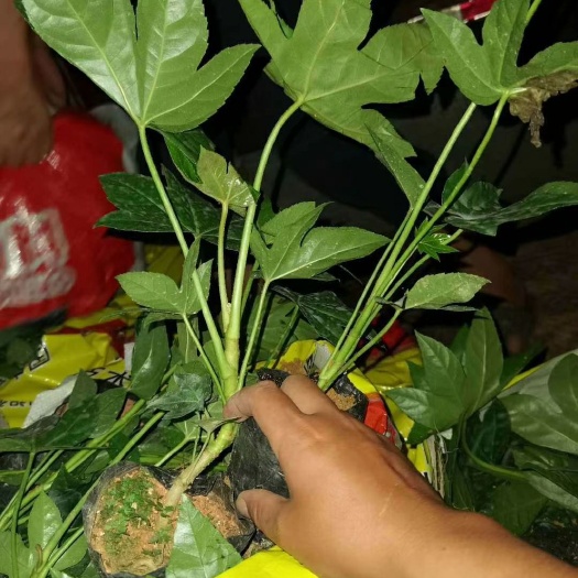 漳浦县 八角金盘小杯，大杯农户直供