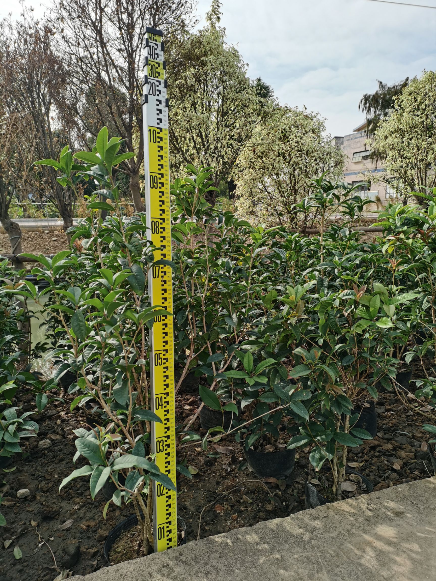 中山市四季桂  10斤袋桂花苗