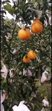 丹棱县耙耙柑 电商果 