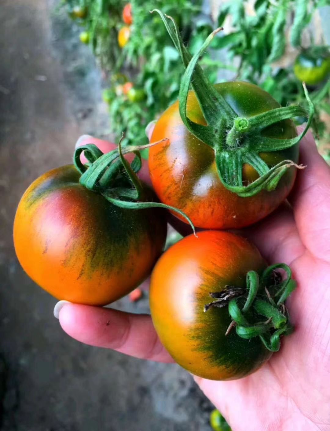 铁柿子 盘锦正宗碱地柿子