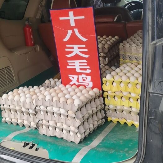 三河市活珠子 十八天毛鸡蛋营养价值级高，同时还有纯正的柴鸡蛋