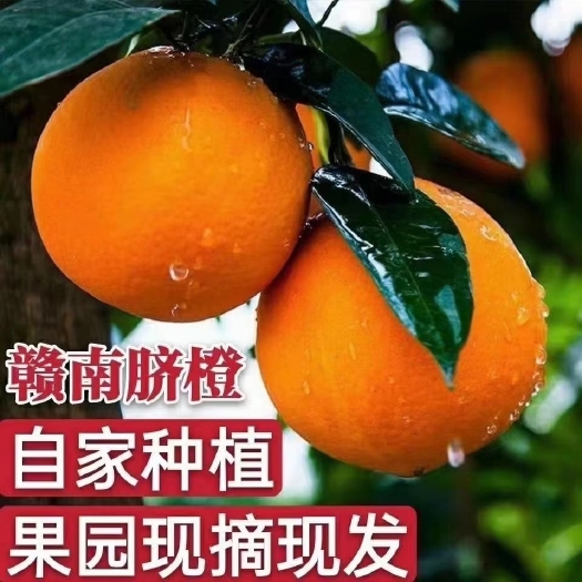 龙南市纽荷尔脐橙  健康赣南脐橙高山红土不打甜蜜素不打催长素不打腊