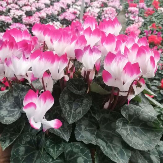青州市 仙客来大量供应