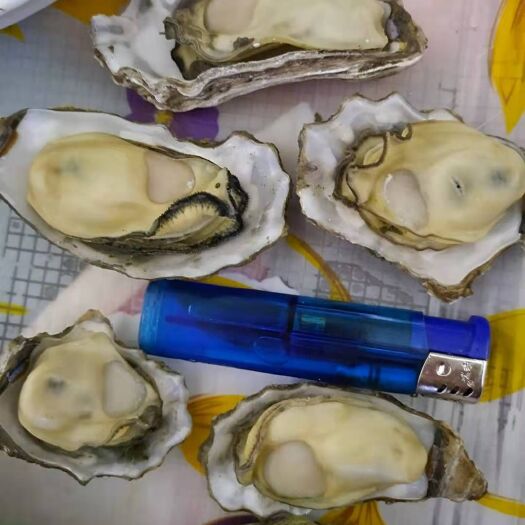 东港市牡蛎 别看价格，壳多大肉多大，个个保肥，烧烤专用