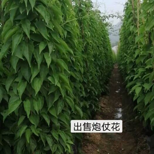 漳浦县 炮仗花中袋，大袋，大杯苗