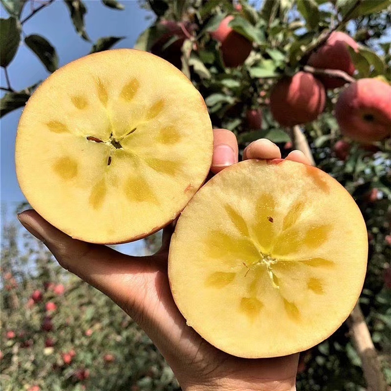 新疆阿克苏冰糖心苹果 果园直销