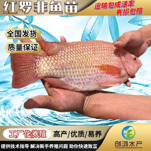 广州【全国供应】优质红罗非鱼苗 彩虹鲷鱼苗 红罗非水花