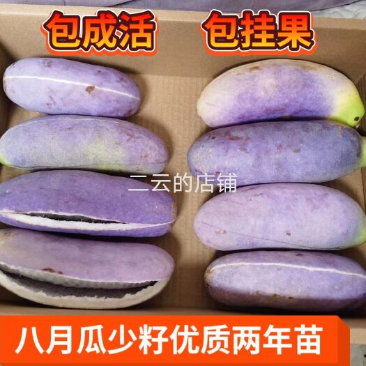 古丈县八月瓜苗  两年纯紫果苗