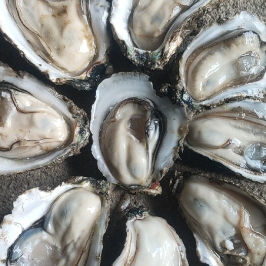 湛江生蚝  湛江本地肥蚝