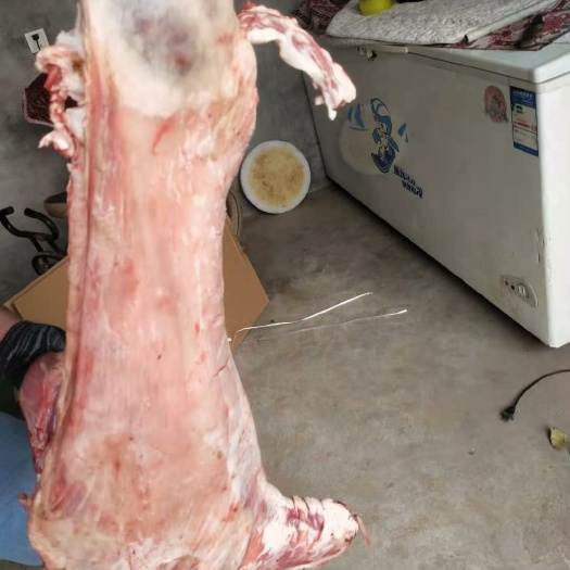 唐县羊酮体  羊白条，