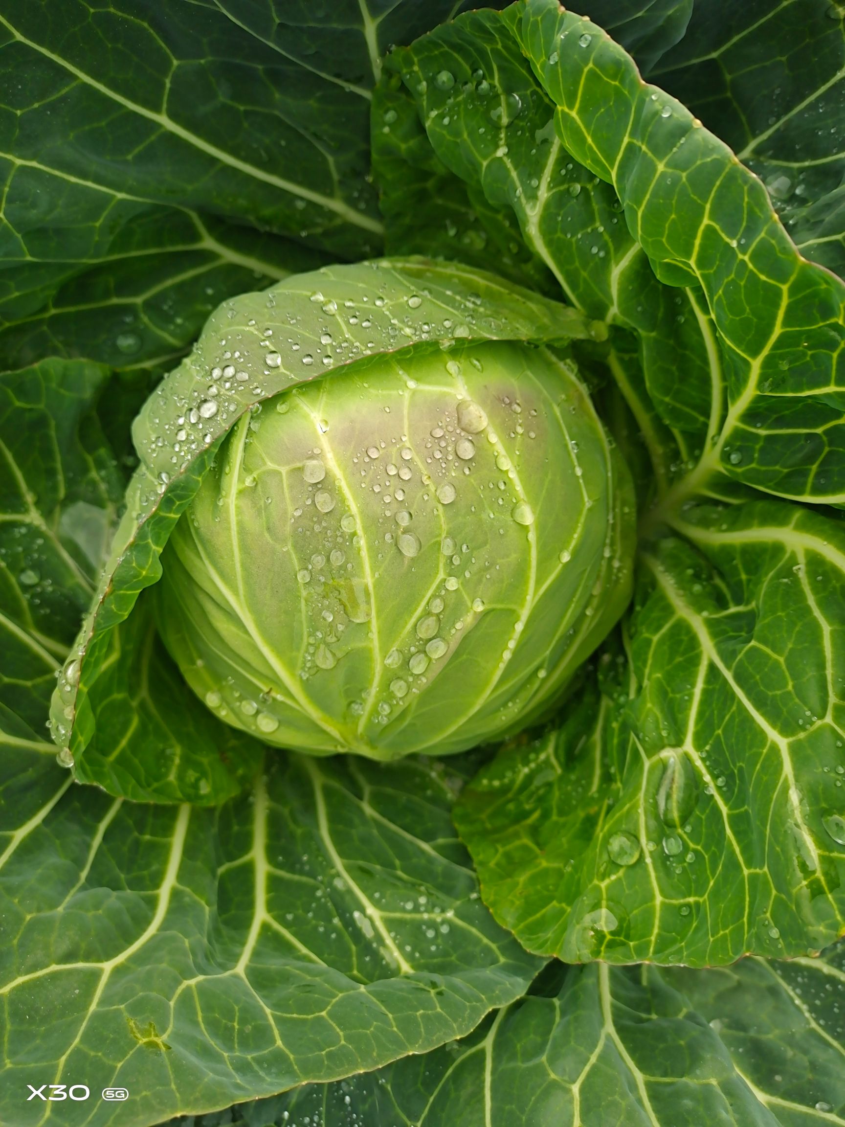 诚信可靠,长期做绿色蔬菜批发